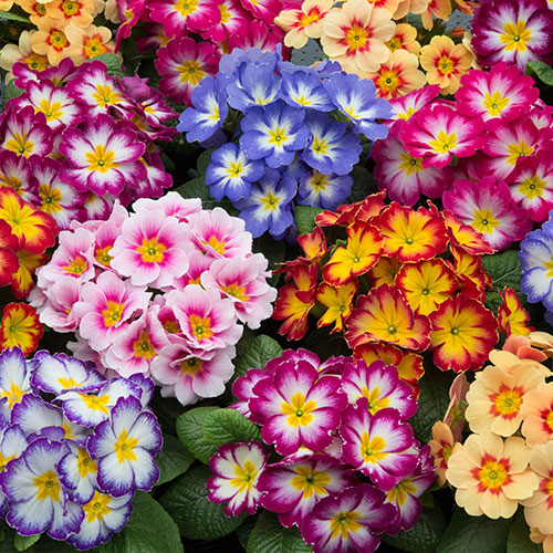 Garden Ready Primrose Variety Mix Garden Ready Primrose Variety Mix