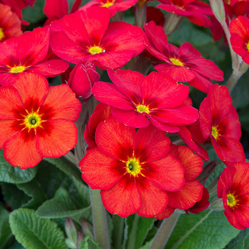 Garden Ready Primrose Variety Mix Garden Ready Primrose Variety Mix