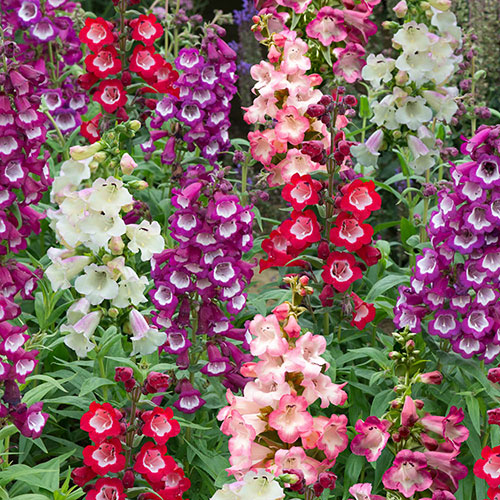Penstemon Arabesque Mix Penstemon Arabesque Mix