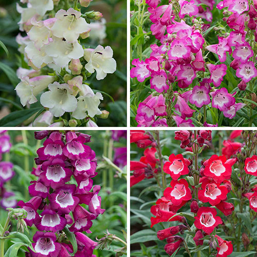 Penstemon Arabesque Mix Penstemon Arabesque Mix