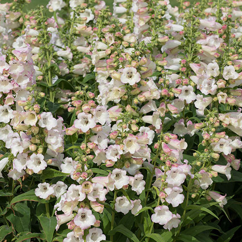 Penstemon Arabesque Mix Penstemon Arabesque Mix