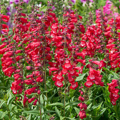 Penstemon Arabesque Mix Penstemon Arabesque Mix