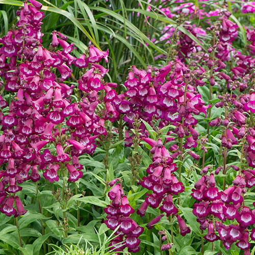 Penstemon Arabesque Mix Penstemon Arabesque Mix
