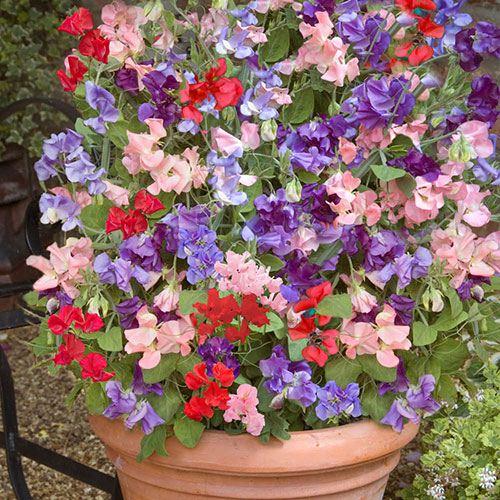 Ultimate Sweet Pea Collection Ultimate Sweet Pea Collection