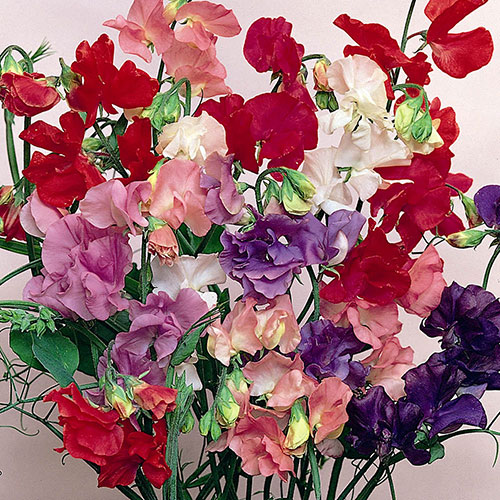 Ultimate Sweet Pea Collection Ultimate Sweet Pea Collection