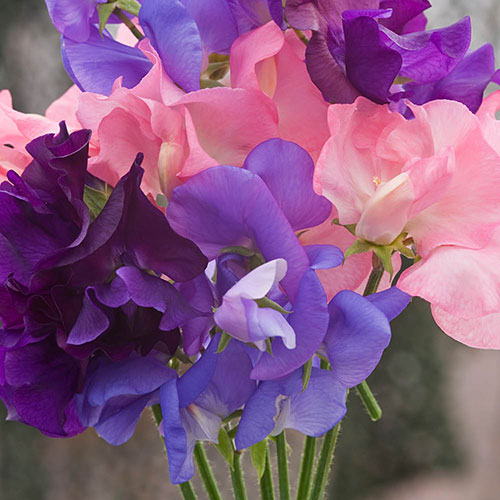 Ultimate Sweet Pea Collection Ultimate Sweet Pea Collection