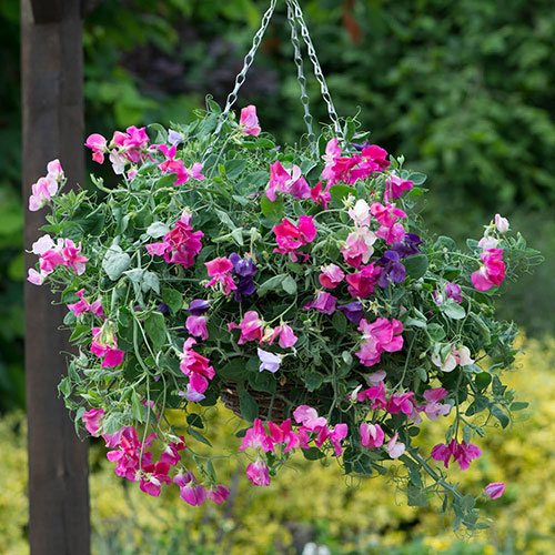 Ultimate Sweet Pea Collection Ultimate Sweet Pea Collection