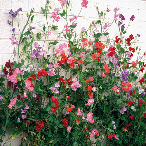 Ultimate Sweet Pea Collection Ultimate Sweet Pea Collection