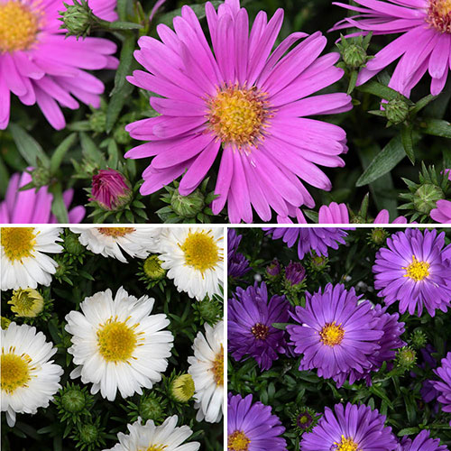 Aster Alpha Mix Aster Alpha Mix