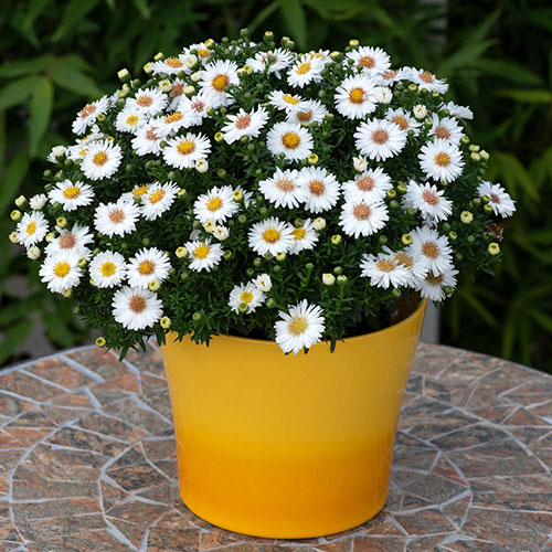 Aster Alpha Mix Aster Alpha Mix