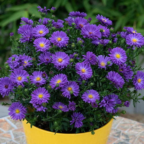 Aster Alpha Mix Aster Alpha Mix
