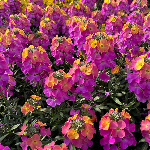 Erysimum Rainbow Glow Erysimum Rainbow Glow