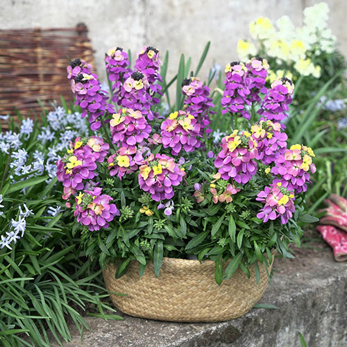 Erysimum Rainbow Glow Erysimum Rainbow Glow