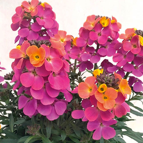 Erysimum Rainbow Glow Erysimum Rainbow Glow