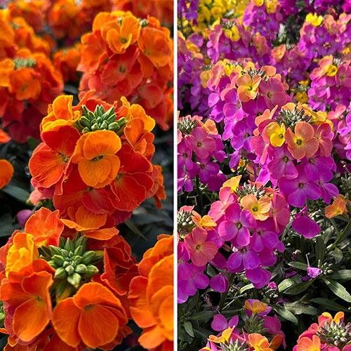 Erysimum Leya Collection Erysimum Leya Collection