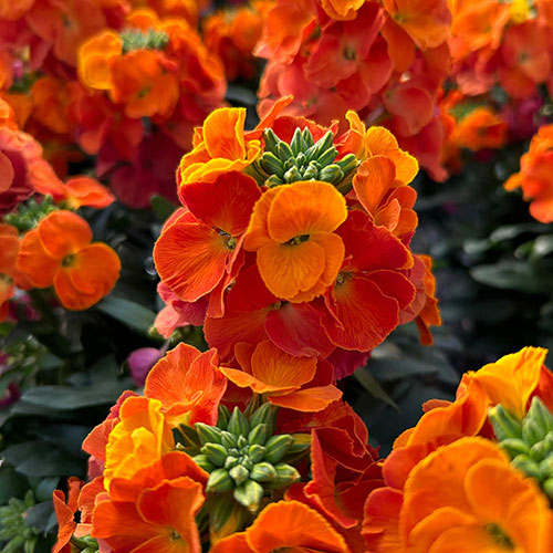 Erysimum Leya Collection Erysimum Leya Collection