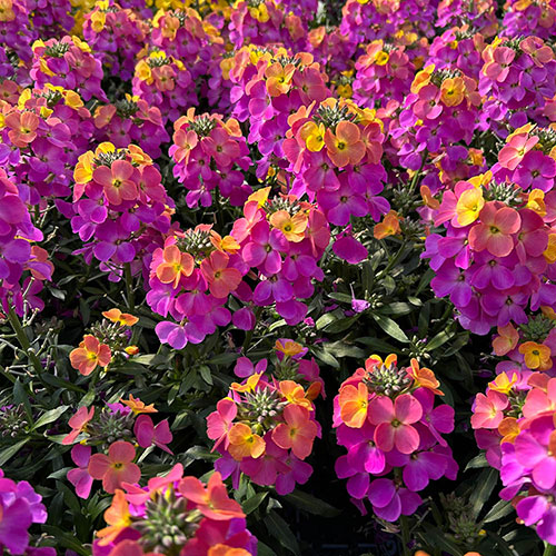 Erysimum Leya Collection Erysimum Leya Collection