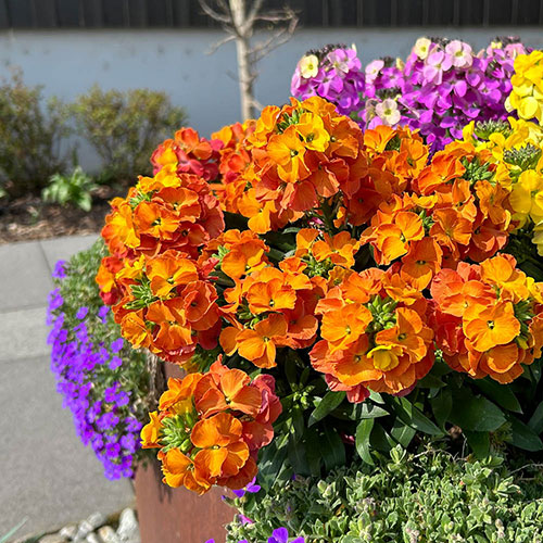 Erysimum Leya Collection Erysimum Leya Collection