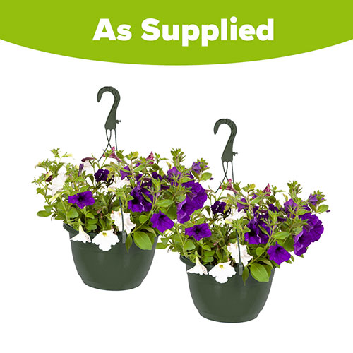 Pre-Planted Patriotic Mix Hanging Baskets Pre-Planted Patriotic Mix Hanging Baskets