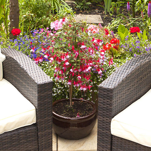 Flowering Fuchsia Tree Flowering Fuchsia Tree