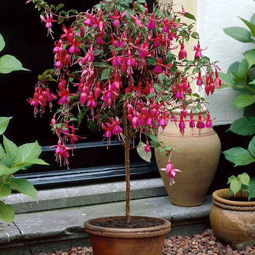 Flowering Fuchsia Tree Flowering Fuchsia Tree