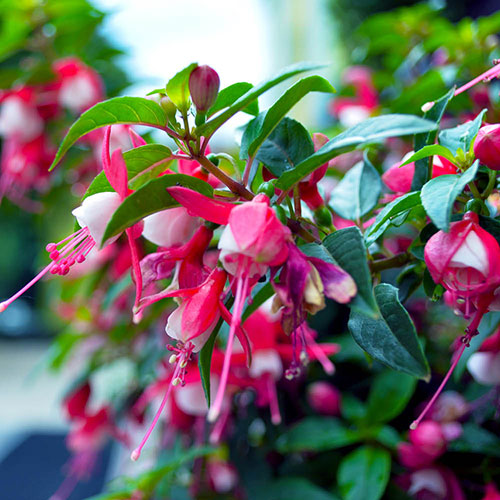 Flowering Fuchsia Tree Flowering Fuchsia Tree