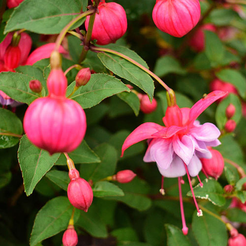 Flowering Fuchsia Tree Flowering Fuchsia Tree