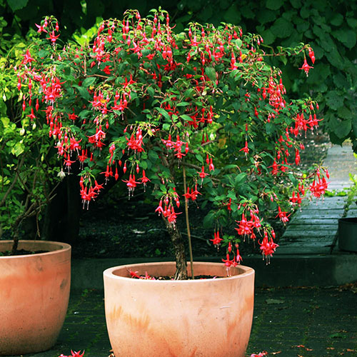 Pair of Flowering Fuchsia Trees Pair of Flowering Fuchsia Trees