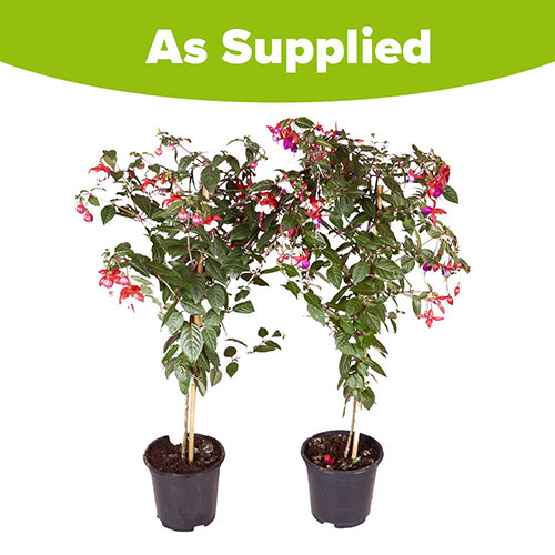 Pair of Flowering Fuchsia Trees Pair of Flowering Fuchsia Trees