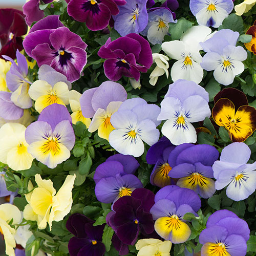 Pre-Planted Pansy Cool Wave Hanging Baskets Pre-Planted Pansy Cool Wave Hanging Baskets