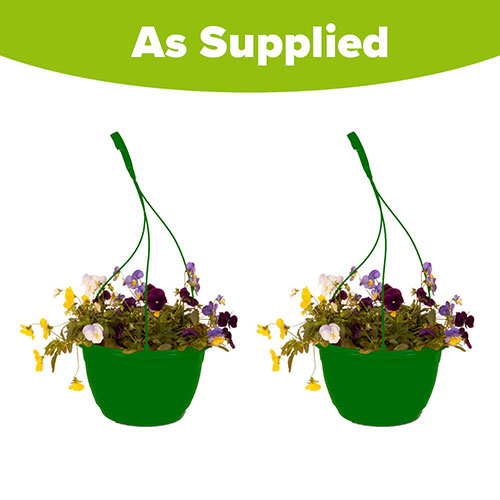 Pre-Planted Pansy Cool Wave Hanging Baskets Pre-Planted Pansy Cool Wave Hanging Baskets