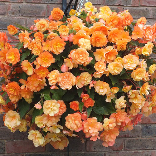 Pre-Planted Begonia Apricot Fiery Shades Hanging Baskets Pre-Planted Begonia Apricot Fiery Shades Hanging Baskets