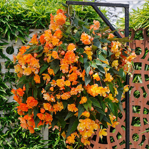 Pre-Planted Begonia Apricot Fiery Shades Hanging Baskets Pre-Planted Begonia Apricot Fiery Shades Hanging Baskets