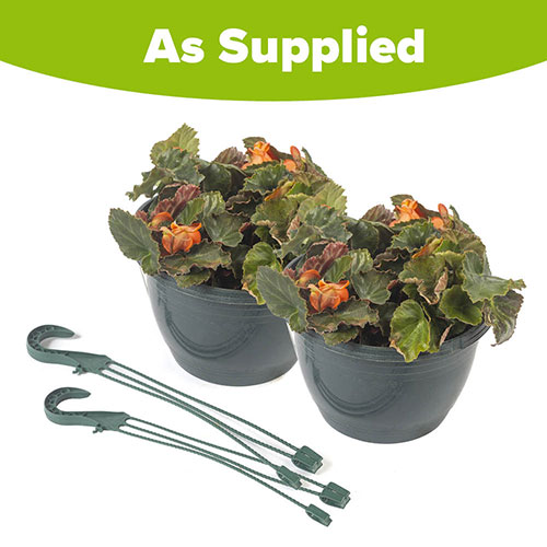 Pre-Planted Begonia Apricot Fiery Shades Hanging Baskets Pre-Planted Begonia Apricot Fiery Shades Hanging Baskets