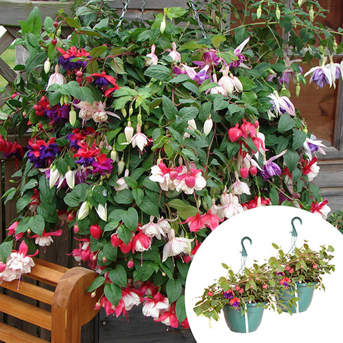 Pre-Planted Fuchsia Trailing Hanging Baskets