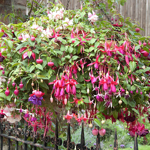 Pre-Planted Fuchsia Trailing Hanging Baskets Pre-Planted Fuchsia Trailing Hanging Baskets