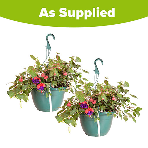 Pre-Planted Fuchsia Trailing Hanging Baskets Pre-Planted Fuchsia Trailing Hanging Baskets