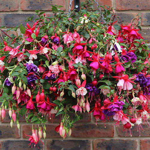 Pre-Planted Fuchsia Trailing Hanging Baskets Pre-Planted Fuchsia Trailing Hanging Baskets