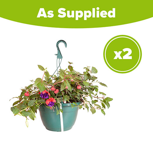 Pre-Planted Fuchsia Trailing Hanging Baskets Pre-Planted Fuchsia Trailing Hanging Baskets