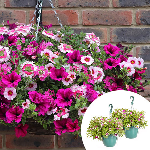 Pre-Planted Eton Mess Hanging Baskets