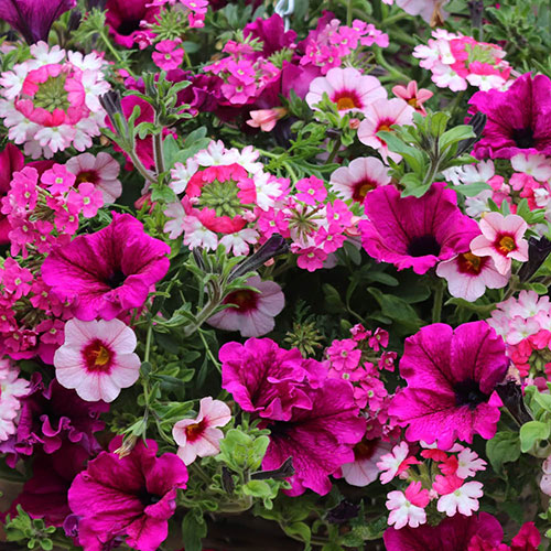 Pre-Planted Eton Mess Hanging Baskets Pre-Planted Eton Mess Hanging Baskets
