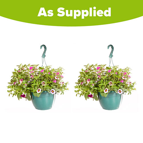 Pre-Planted Eton Mess Hanging Baskets Pre-Planted Eton Mess Hanging Baskets