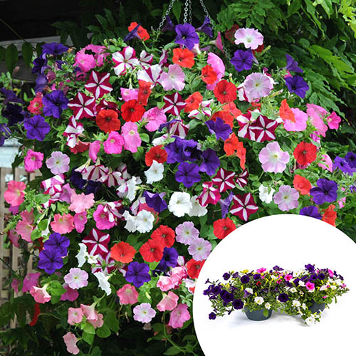 Pre-Planted Petunia Wave Mix Hanging Baskets