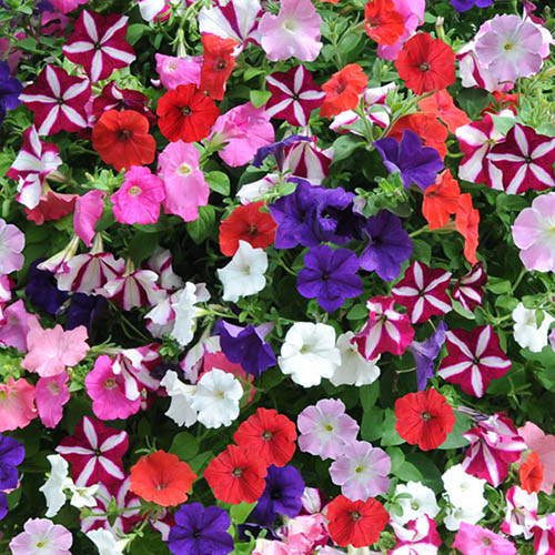 Pre-Planted Petunia Wave Mix Hanging Baskets Pre-Planted Petunia Wave Mix Hanging Baskets