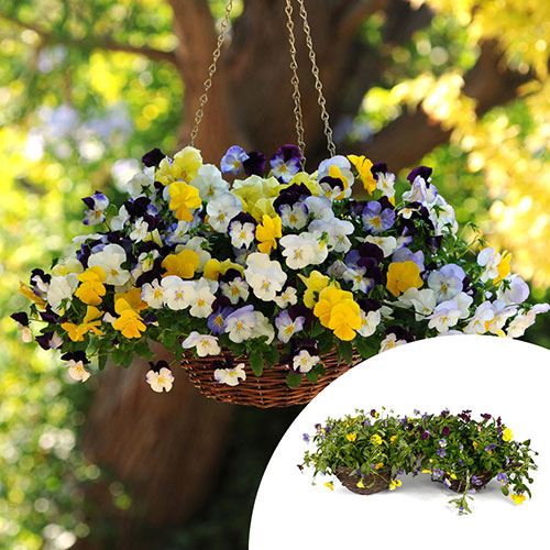 Premium Pre-Planted Cool Wave Mix Rattan Baskets