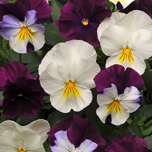 Premium Pre-Planted Cool Wave Berries & Cream Rattan Baskets Premium Pre-Planted Cool Wave Berries & Cream Rattan Baskets