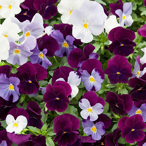 Premium Pre-Planted Cool Wave Berries & Cream Rattan Baskets Premium Pre-Planted Cool Wave Berries & Cream Rattan Baskets