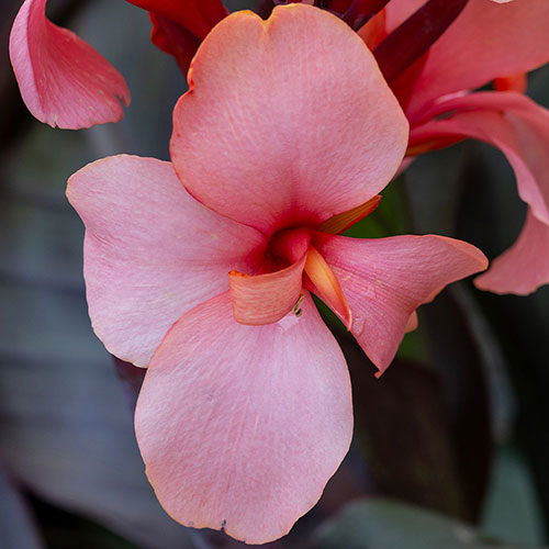 Canna Lily Cannova Bronze Peach Canna Lily Cannova Bronze Peach