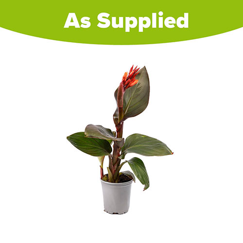 Canna Lily Cannova Bronze Peach Canna Lily Cannova Bronze Peach