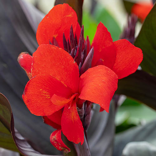 Canna Lily Cannova Bronze Scarlet